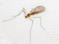 Trichocera annulata